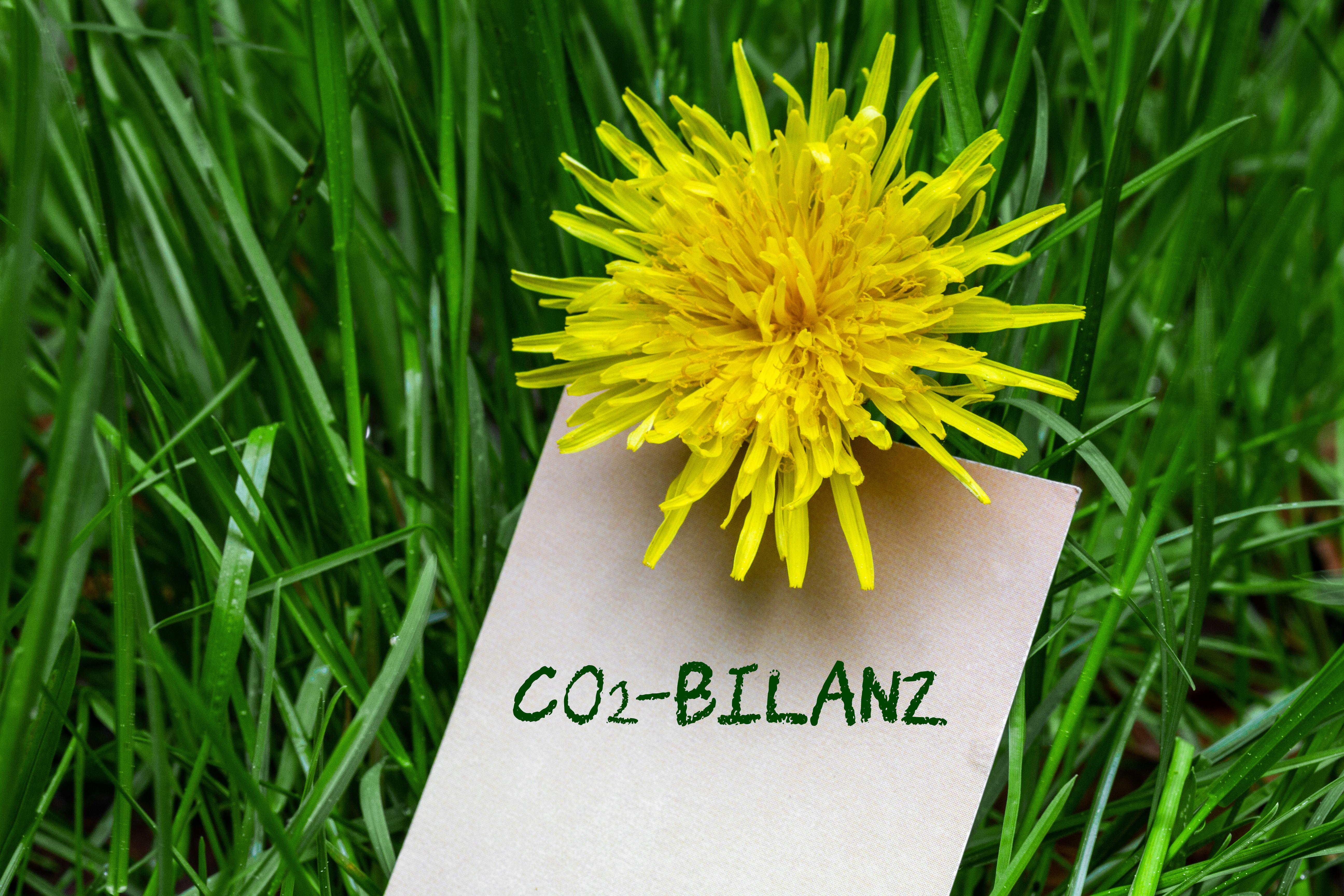 Eine Butterblume auf einer grünen Wiese. Auf einem Zettel steht CO₂-Bilanz.